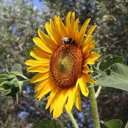 ספליט Sunflower מראה חיצוני תמונה
