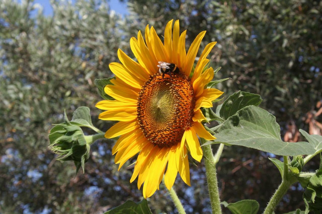 ספליט Sunflower מראה חיצוני תמונה